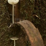 Sheltering fungi, Jackeys Marsh.jpg